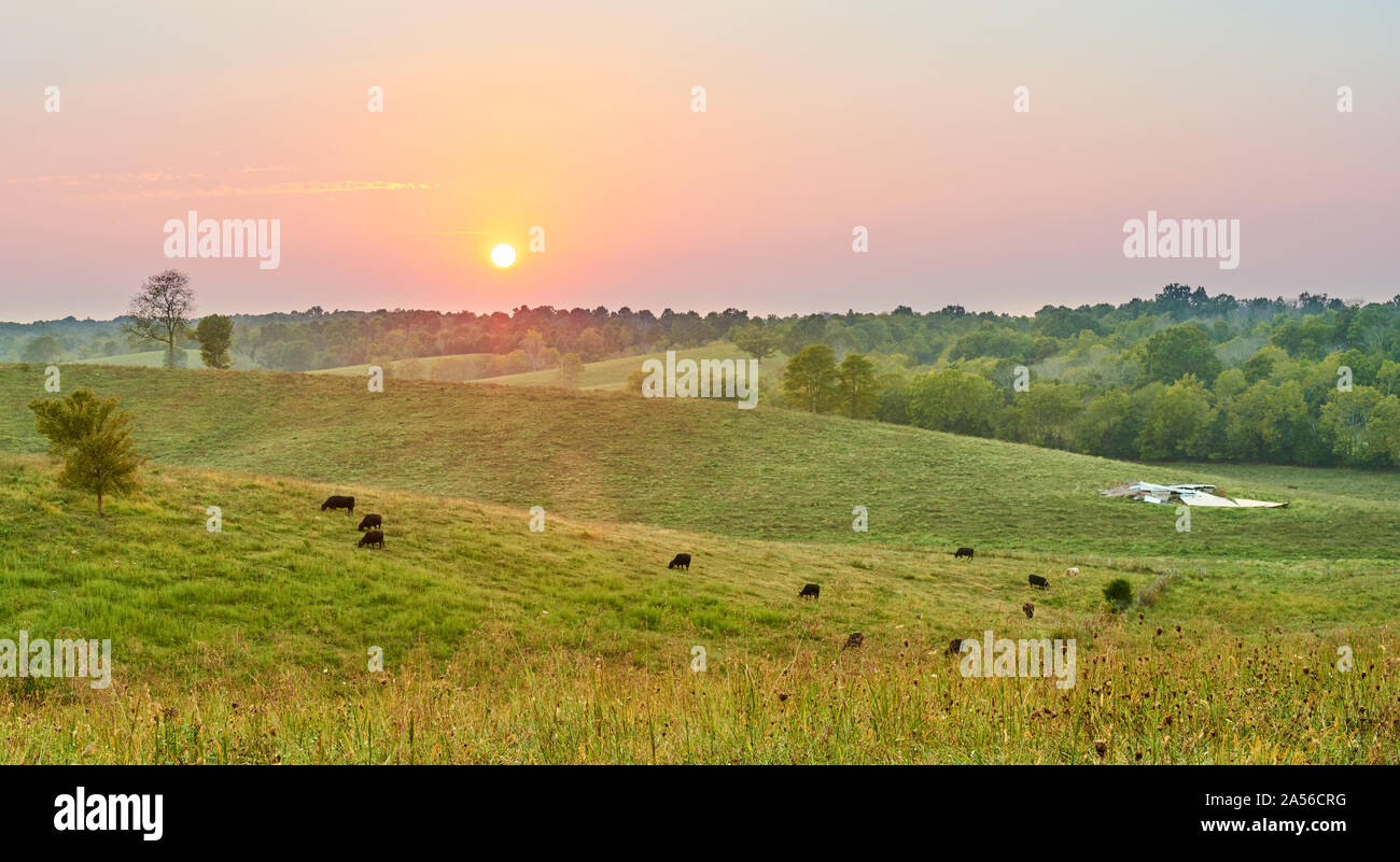 Le mucche al pascolo in tarda serata con sun. Foto Stock