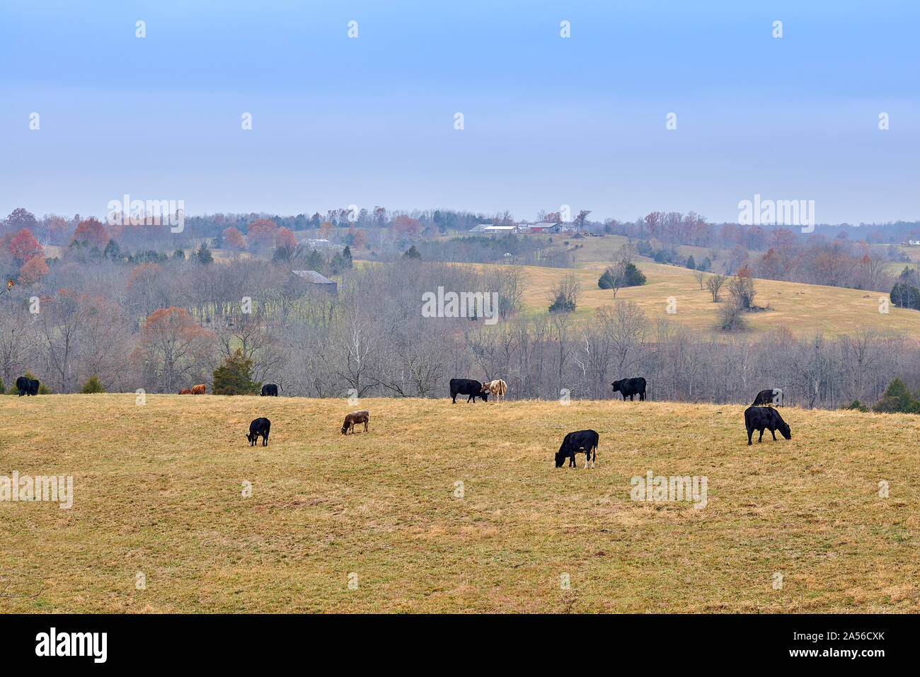 Mucche al pascolo su di una collina. Foto Stock