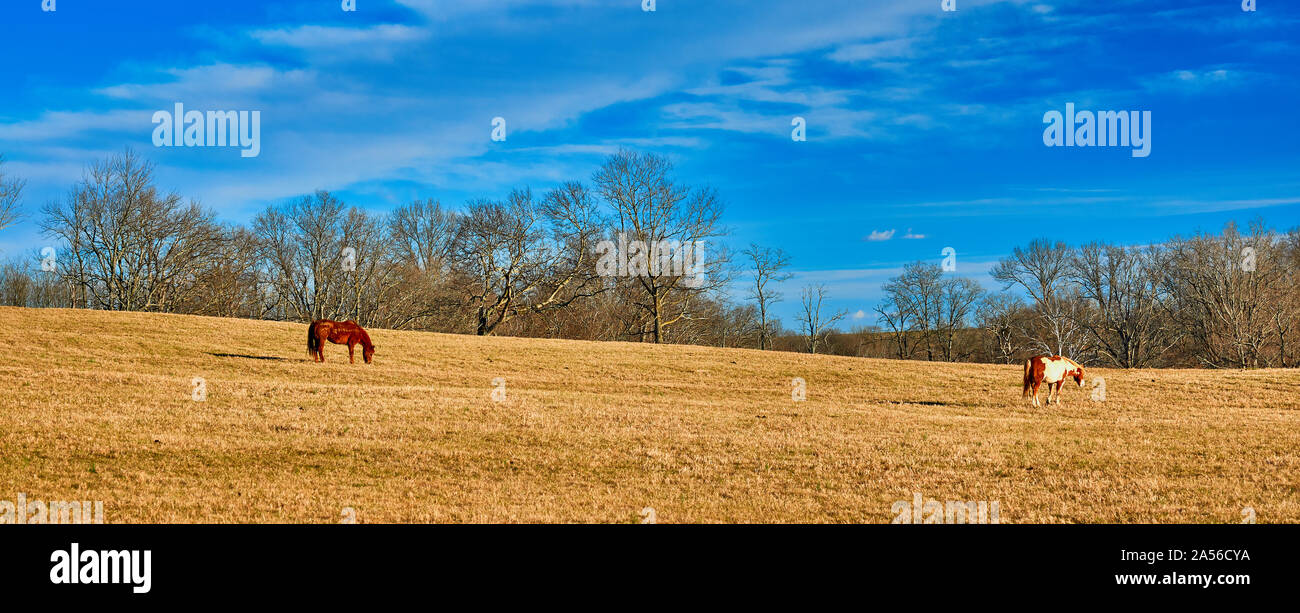 Cavalli al pascolo in un campo. Foto Stock