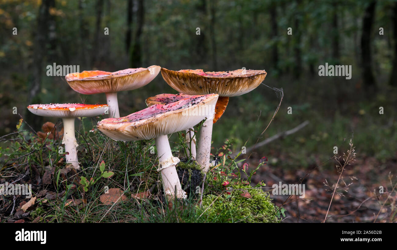 Amanita muscaria, comunemente noto come il fly agaric o fly amanita in Olanda Foto Stock