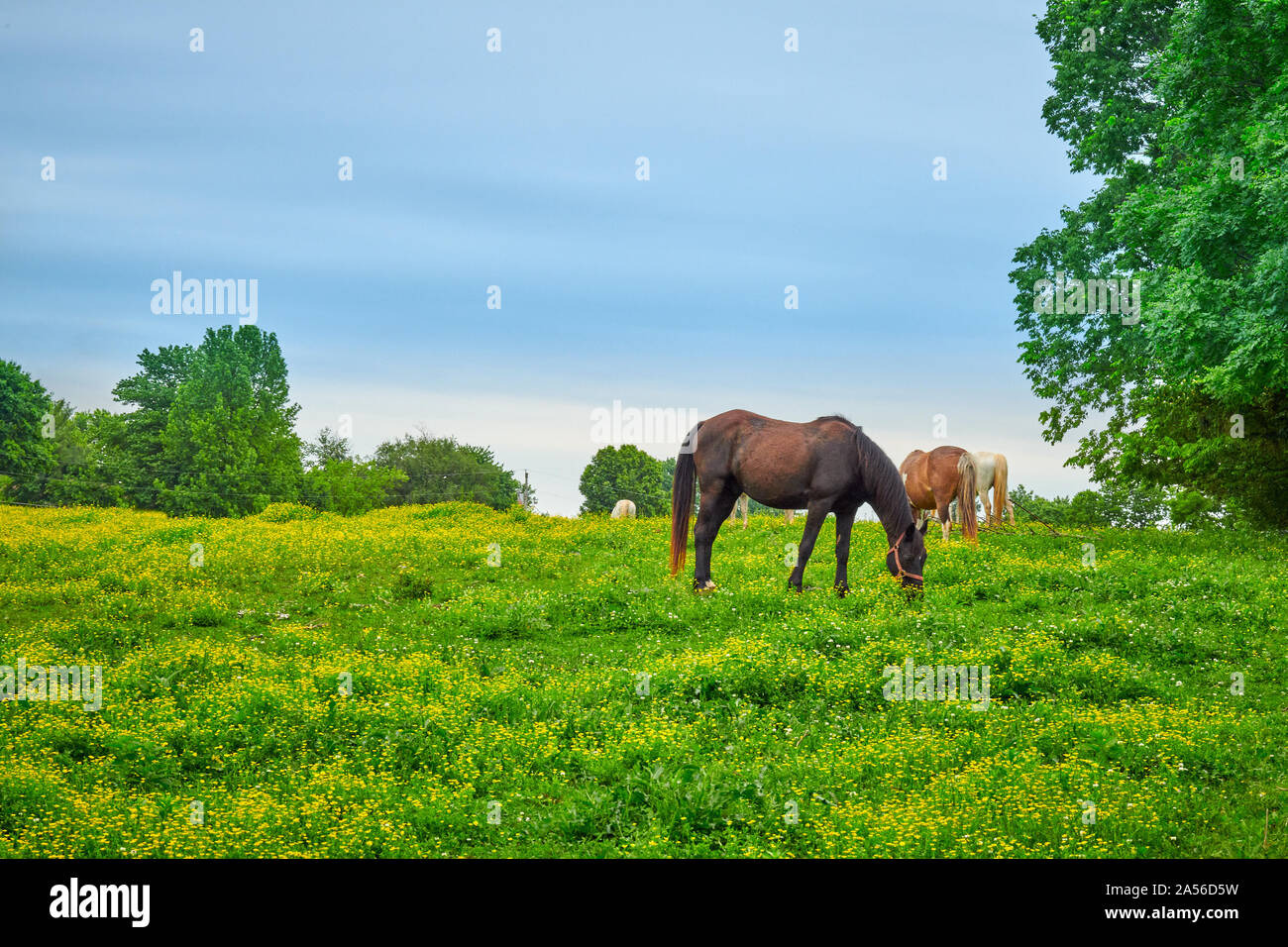 I cavalli pascolano sulla molla di fresca erba in un campo. Foto Stock