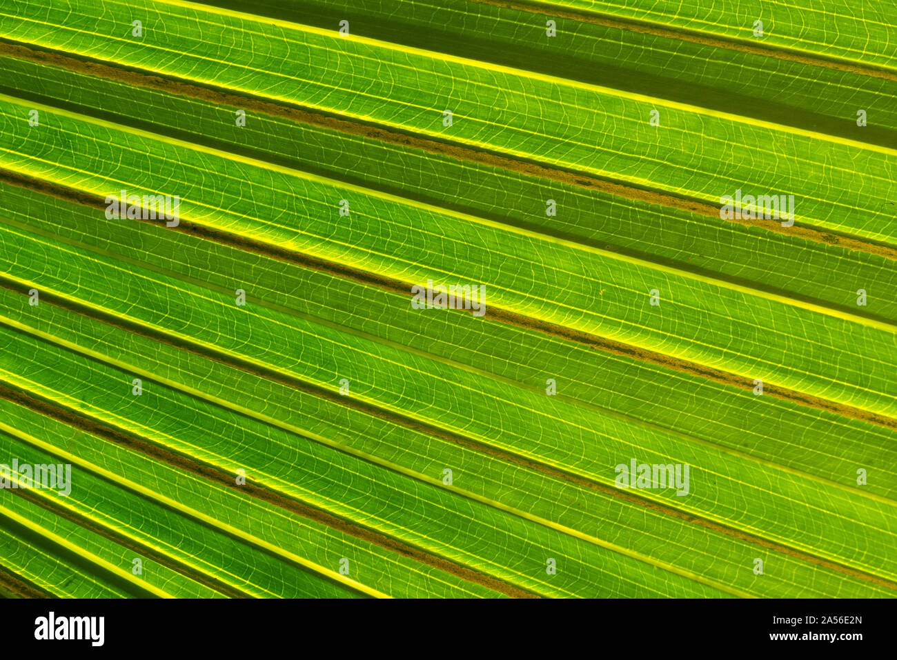 Il lato inferiore della foglia di palma. Foto Stock