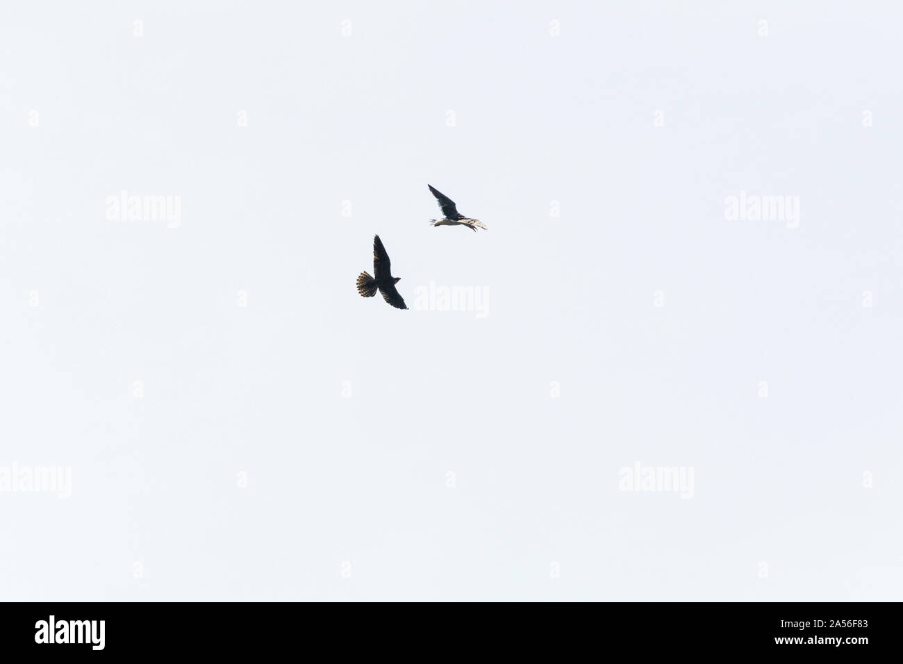 Un falco pellegrino (Falco peregrinus) e gabbiano in volo Foto Stock