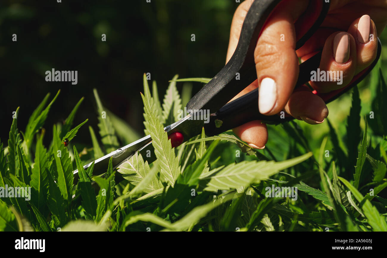 La coltivazione di cannabis indica, close-up su utilizzando delle forbici per tagliare pianta di cannabis Foto Stock