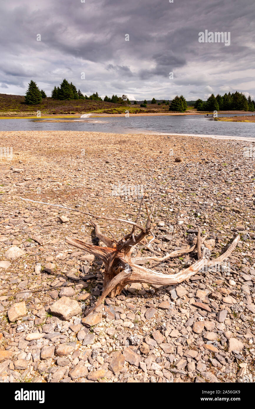 Albero morto il ramo sulla riva del Llyn Brenig serbatoio in un periodo di siccità, il Galles del Nord Foto Stock