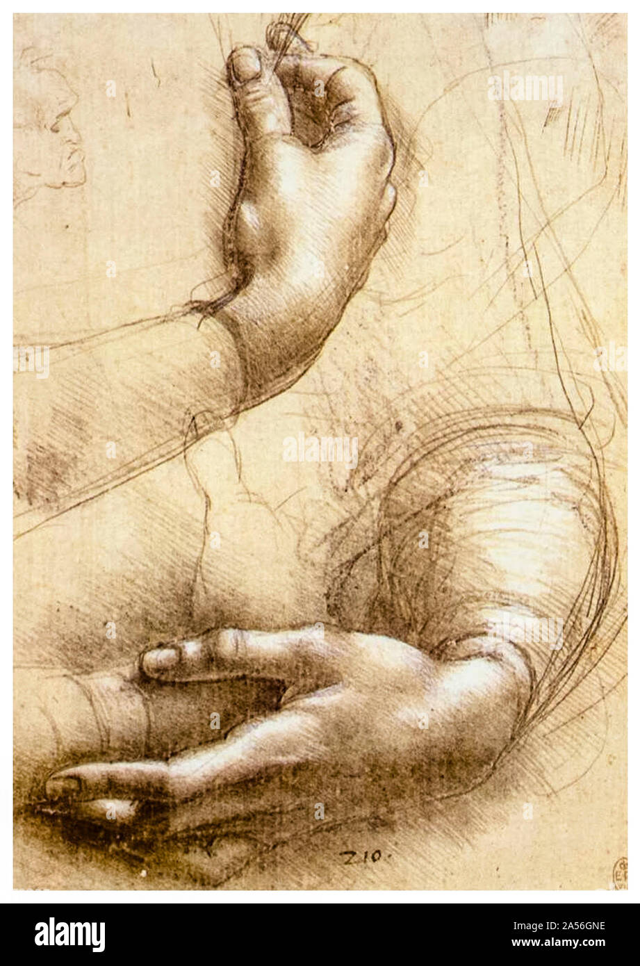 Leonardo da Vinci disegni, Studio delle mani, disegno, circa 1474 Foto Stock