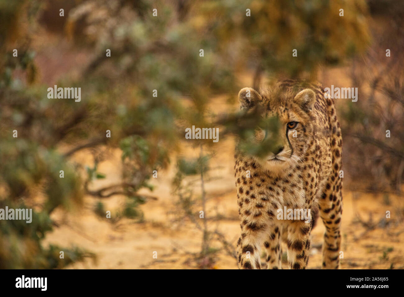 Ghepardo il peering attraverso boccole, Touws River, Western Cape, Sud Africa Foto Stock