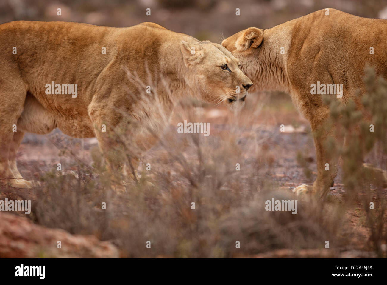 Due leonessa incollaggio nella riserva naturale del fiume Touws, Western Cape, Sud Africa Foto Stock