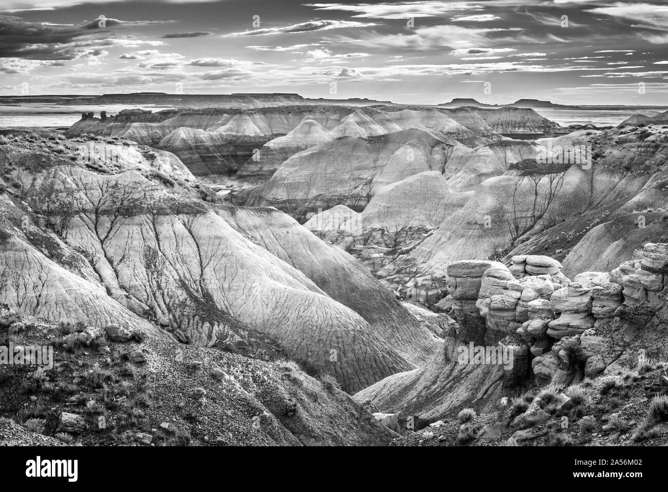 Foresta blu, il Parco Nazionale della Foresta Pietrificata, AZ. Foto Stock