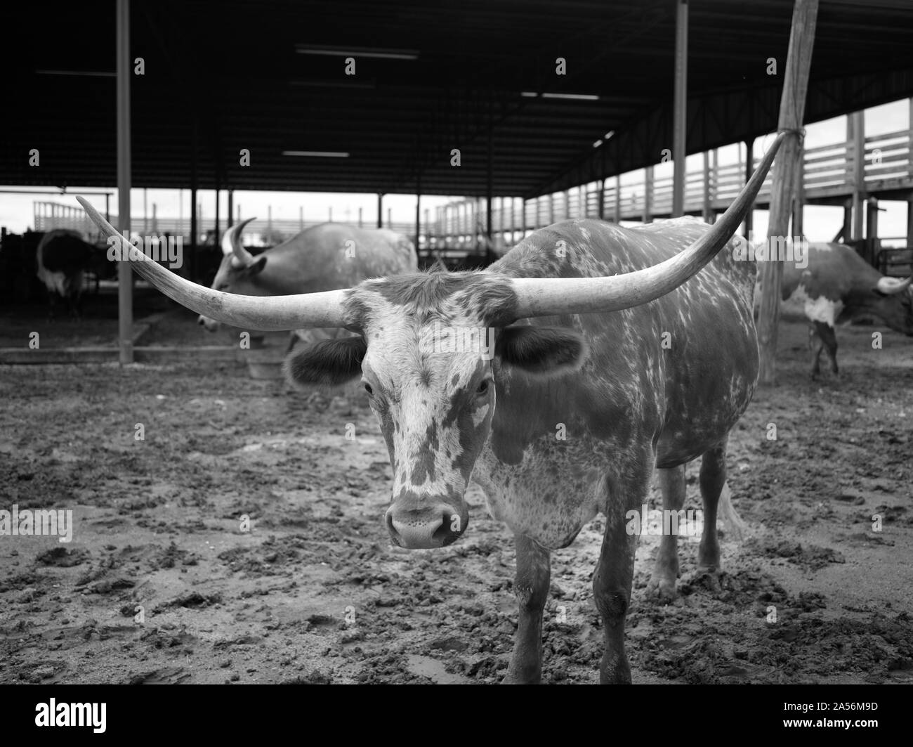 Vista di un Texas Longhorn nella sua penna in Stockyards quartiere di Fort Worth, Texas. Due volte al giorno, i giocatori del Longhorn sono ammassati fino Exchange Street vi per il beneficio dei turisti Foto Stock