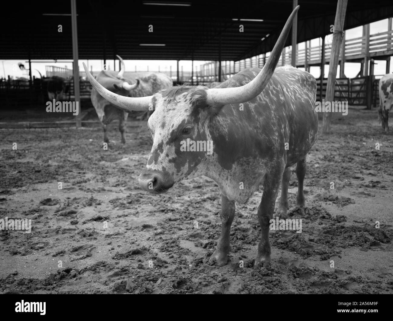 Vista di un Texas Longhorn nella sua penna in Stockyards quartiere di Fort Worth, Texas Foto Stock