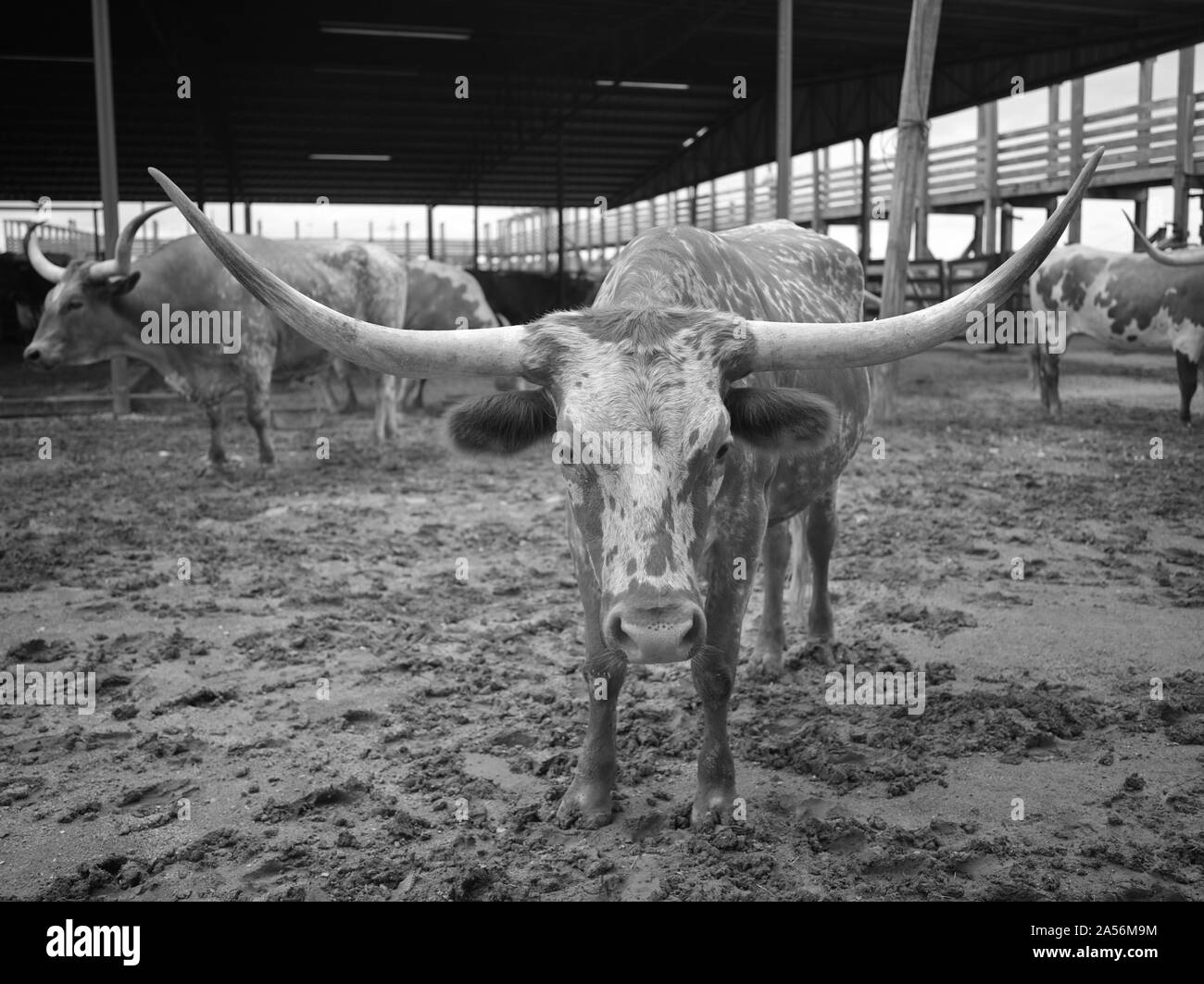 Vista di un Texas Longhorn nella sua penna in Stockyards quartiere di Fort Worth, Texas. Due volte al giorno, i giocatori del Longhorn sono ammassati fino Exchange Street vi per il beneficio dei turisti Foto Stock
