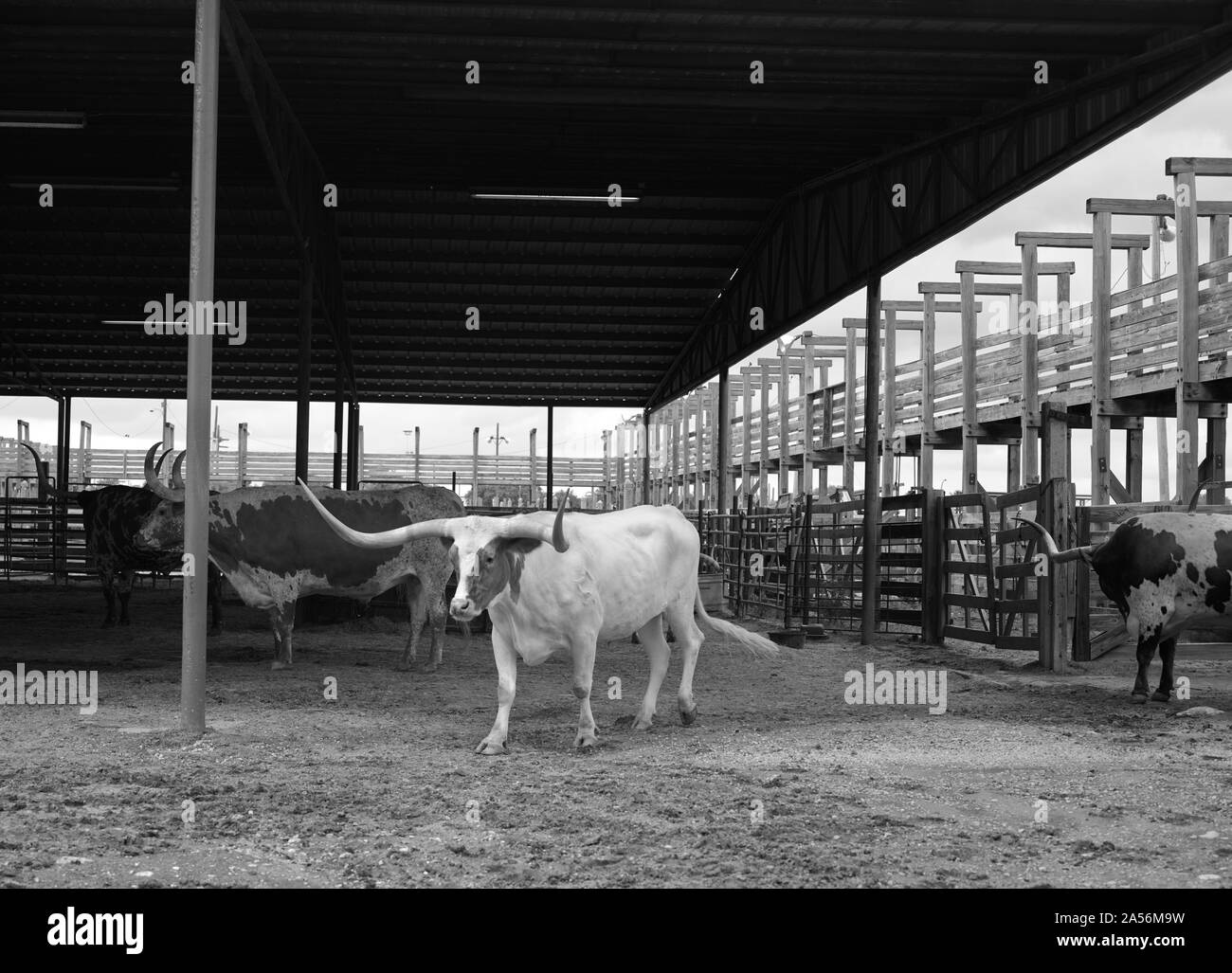 Vista di un Texas Longhorn nella sua penna in Stockyards quartiere di Fort Worth, Texas. Due volte al giorno, i giocatori del Longhorn sono ammassati fino Exchange Street vi per il beneficio dei turisti Foto Stock