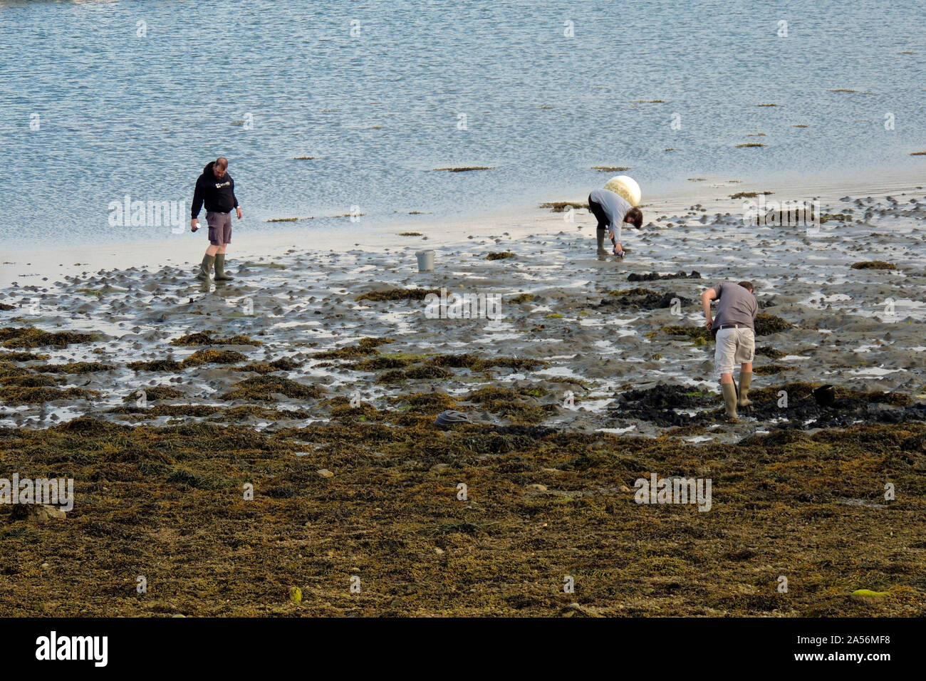 Camaret-sur-Mer, Francia. Persone di pesca a mano nella marina Foto Stock