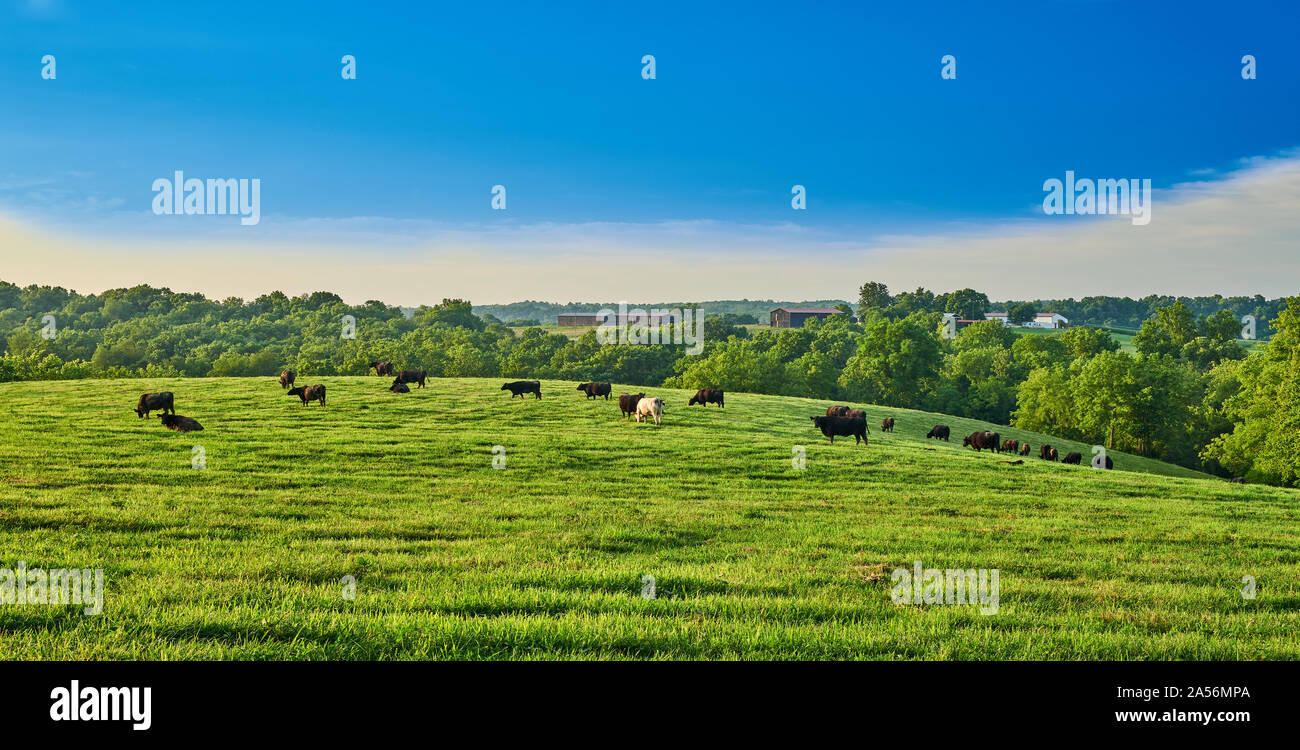 Le mucche in un campo di pascolo. Foto Stock