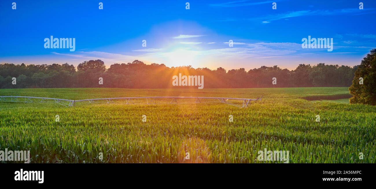 Campo di grano con impianto di irrigazione al tramonto. Foto Stock