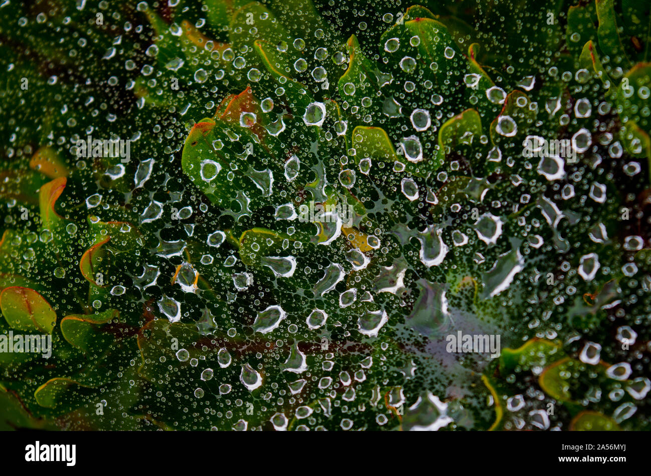 Le goccioline di acqua su un sito web attraverso il verde delle foglie. Foto Stock