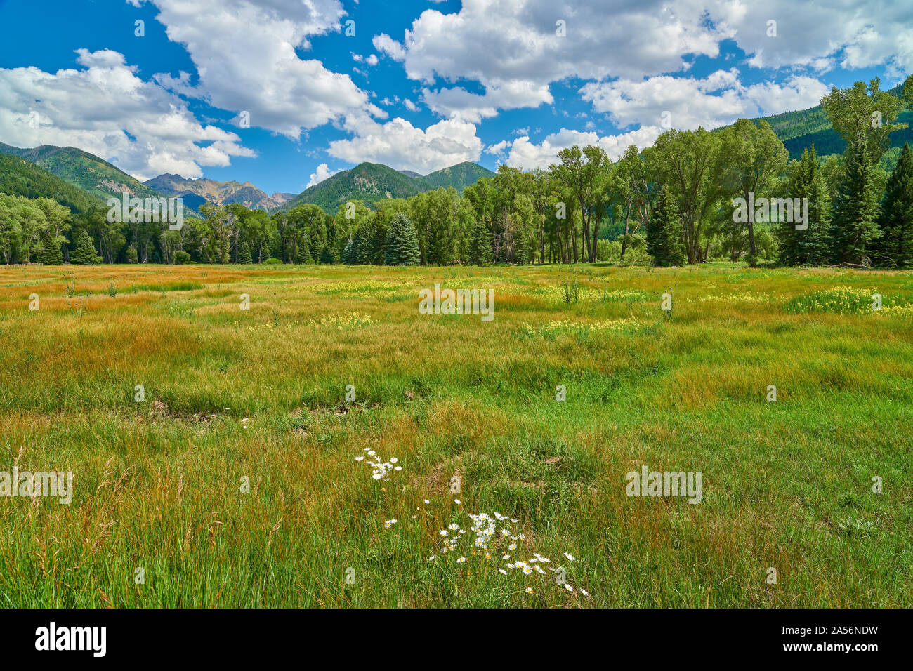 Prato alpino con le montagne. Foto Stock