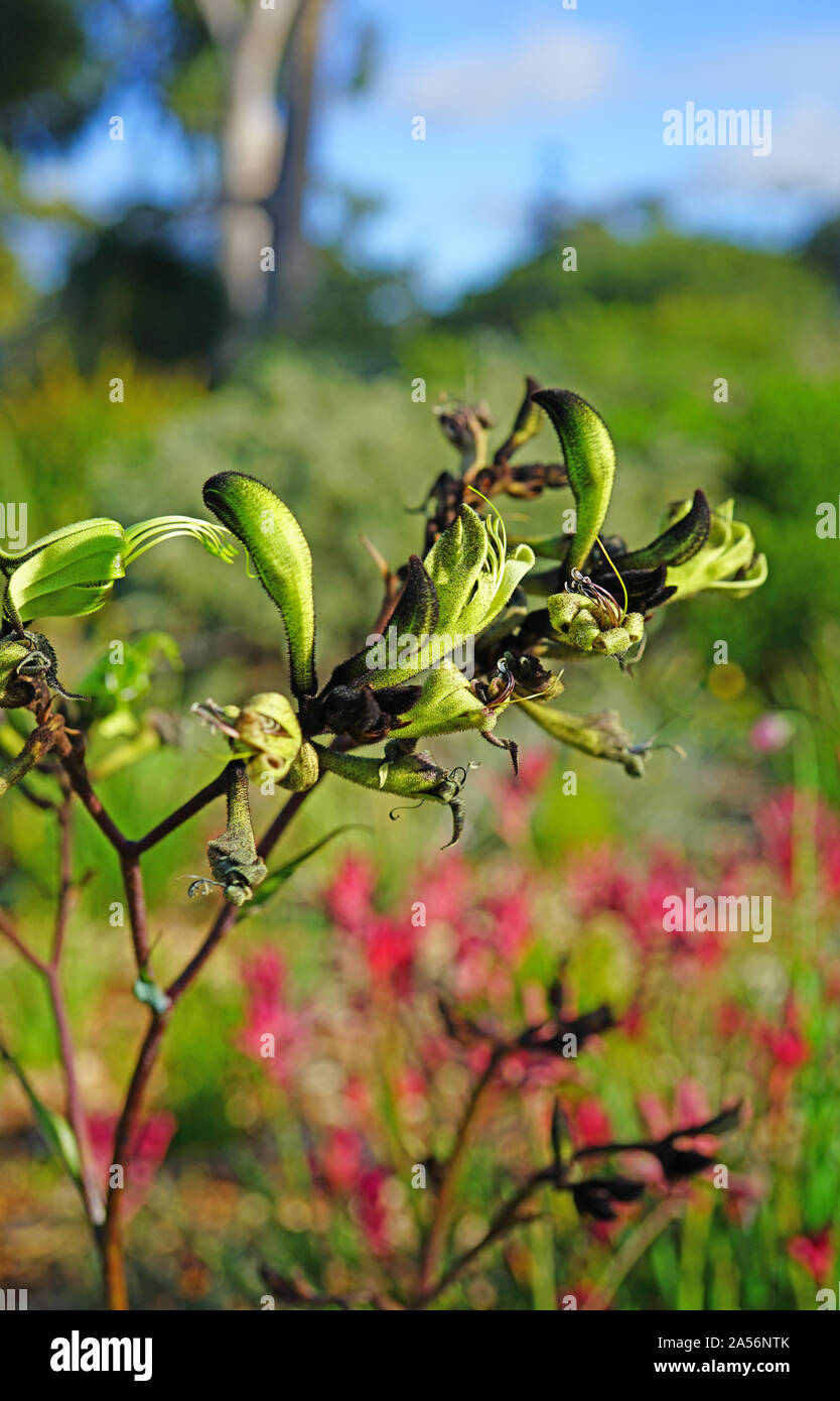 Vista di un nero Canguro fiore della zampa (Macropidia fuliginosa) in Australia Foto Stock