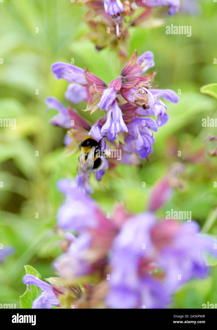 Fiore di colore viola, api, macro 2018 Foto Stock