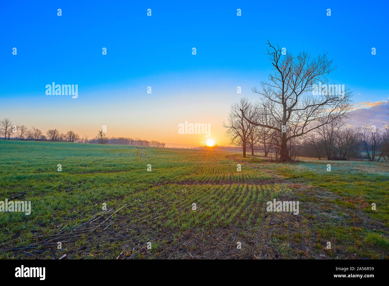 Campo di grano di inverno di Sunrise. Foto Stock