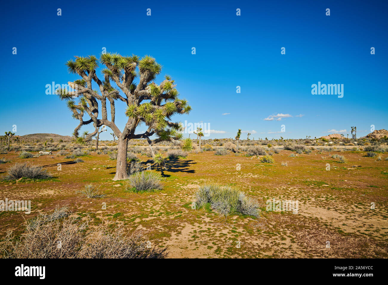 Joshua Tree in aperto Deserto Mojave a Joshua Tree National Park. Foto Stock