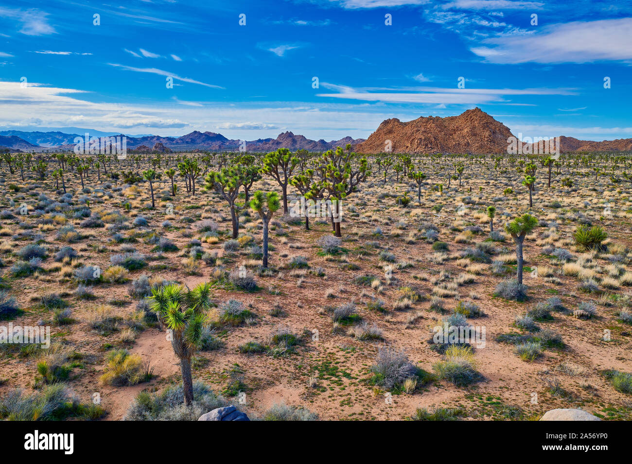 Alberi di Joshua con le montagne sullo sfondo a Joshua Tree National Park. Foto Stock