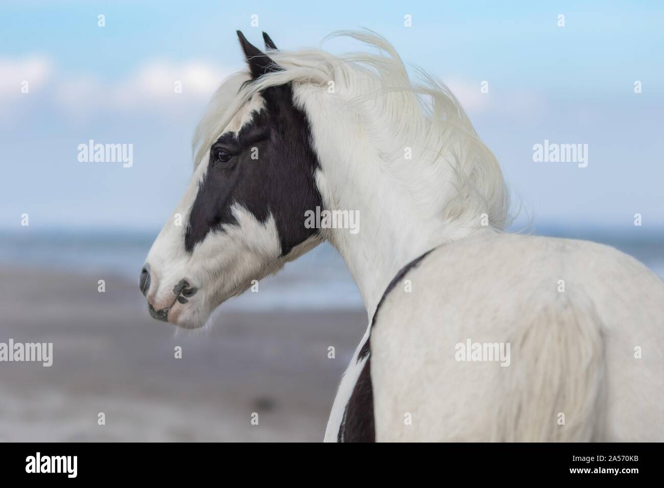 Irish Tinker ritratto Foto Stock