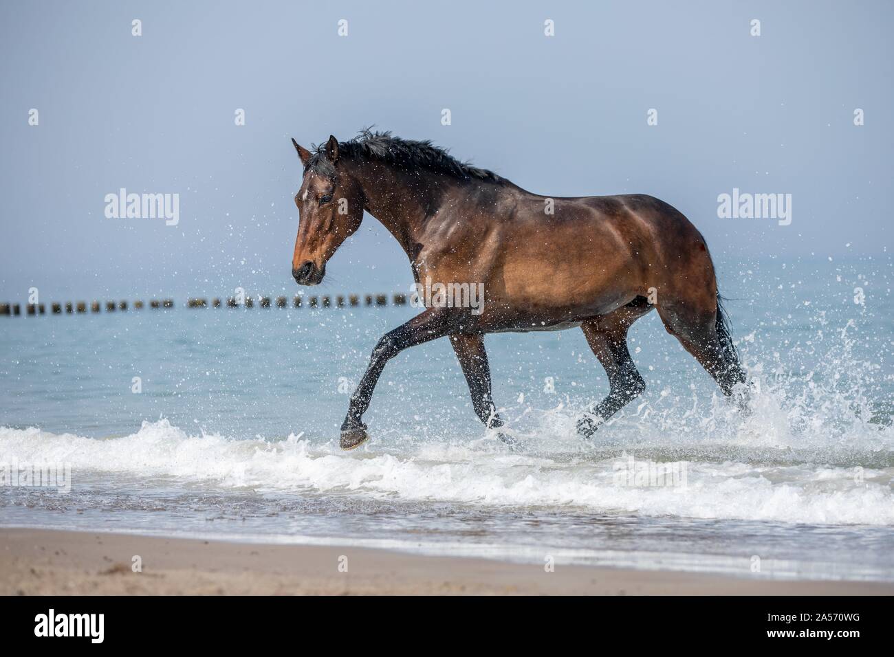 Warmblood trotto Foto Stock