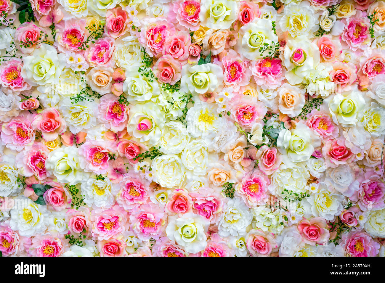 Rose colorato sfondo. molti colori differenti. diversi tipi di rose Foto Stock