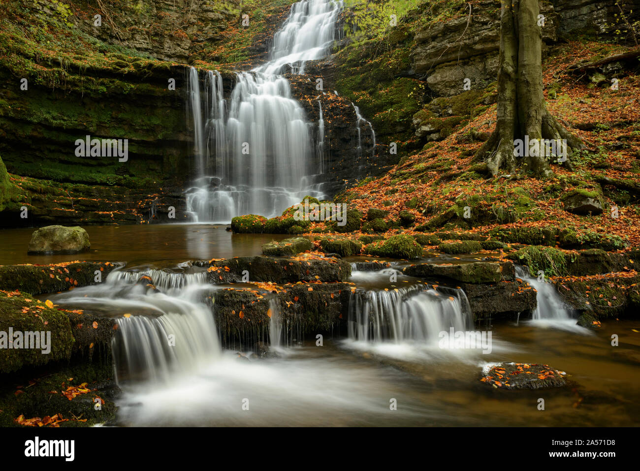 Forza Scaleber cascata nel Yorkshire Dales circondato da colori autunnali. Foto Stock