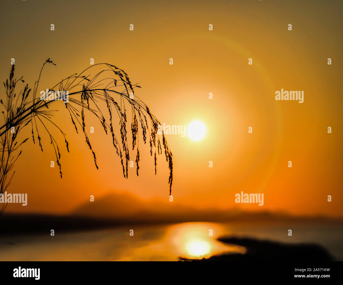 Piume di segale contro un sunrise Foto Stock