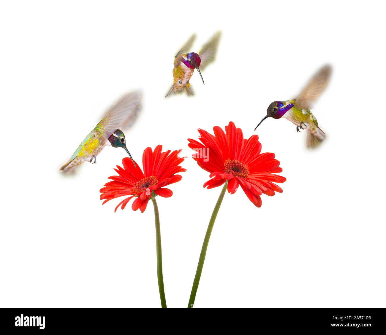 Maschio della Costa colibrì intorno margherite. Foto Stock