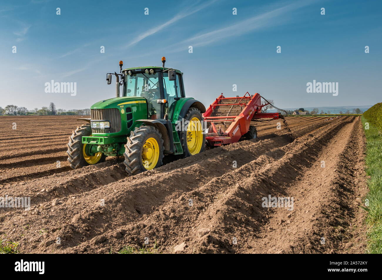 Terreno de-la lapidazione e la preparazione del letto di semina per un raccolto di patate Foto Stock