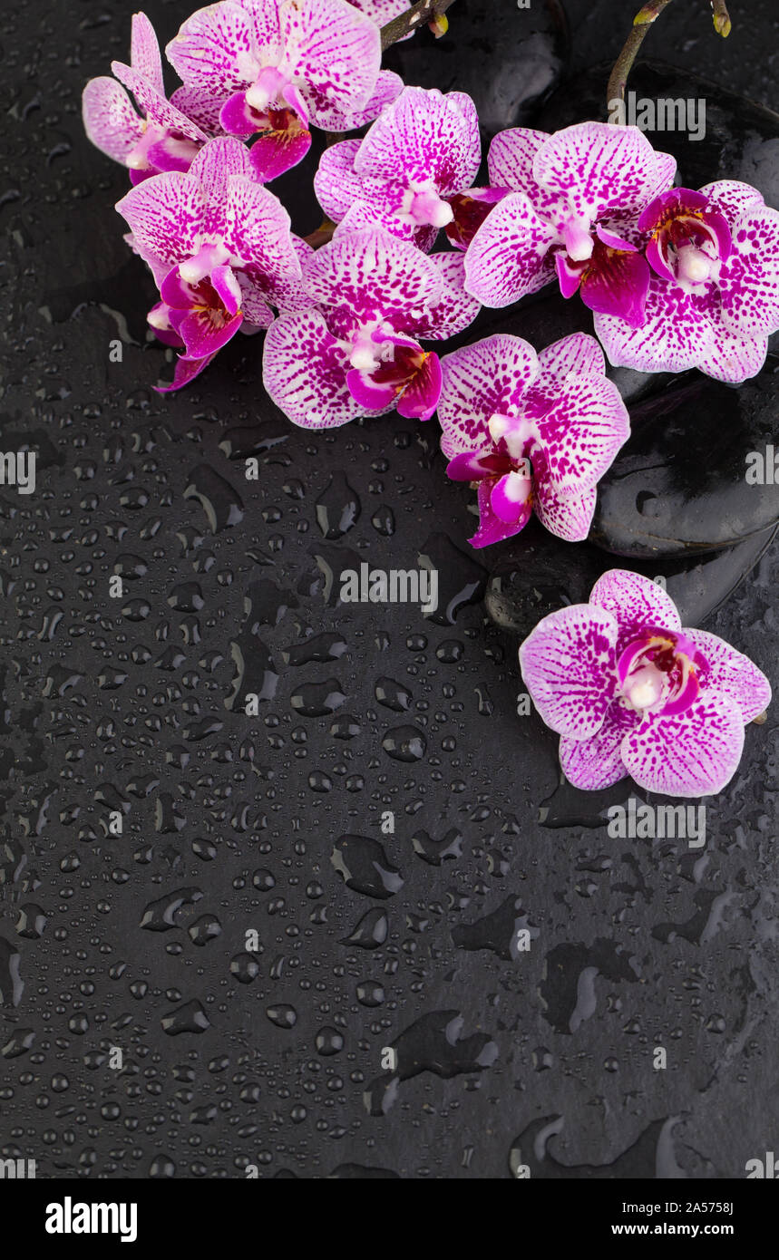 Vista dall'alto di fiori di orchidea nera e zen pietre Massaggio su bagnato  piatta sullo sfondo dei laici Foto stock - Alamy