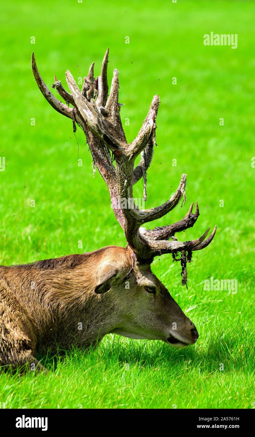 Red Deer recante,con lesioni alle sue corna,Wollaton Park,Nottingham, Inghilterra, Regno Unito Foto Stock