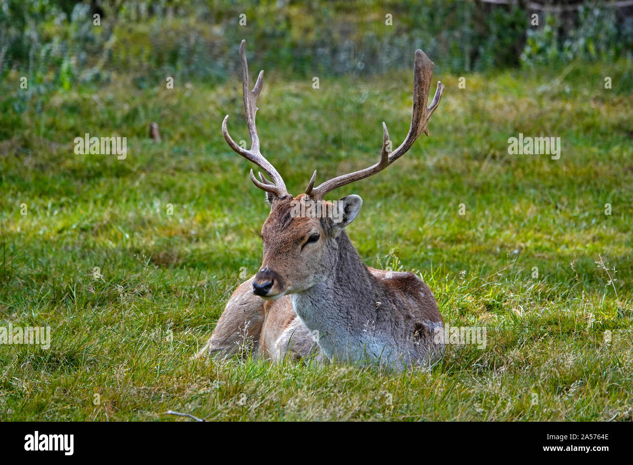 Ritratto di un maschio o buck daini, Dama Dama, una specie di cervi in tutta l'Europa. Foto Stock