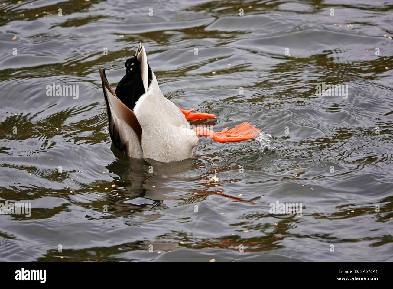 Un maschio di Mallard duck dedicarmi, oppure alimentando sul fondo muschi di un fiume, il fiume Deschutes in curva, Oregon. Foto Stock