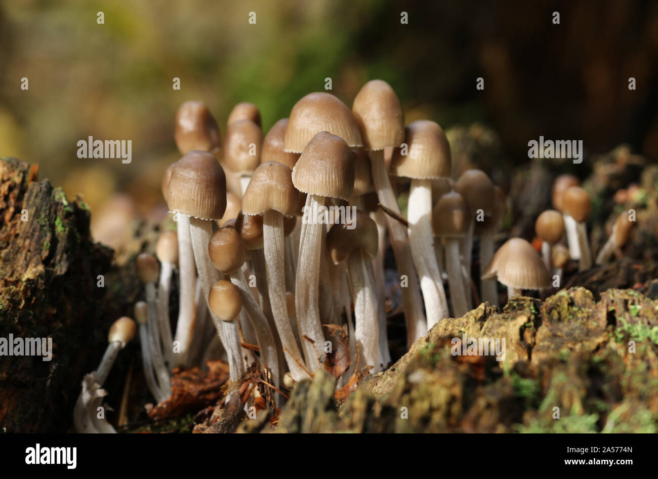 Funghi o funghi di coltivazione da un decadimento ceppo di albero nel bosco  nel Regno Unito Foto stock - Alamy