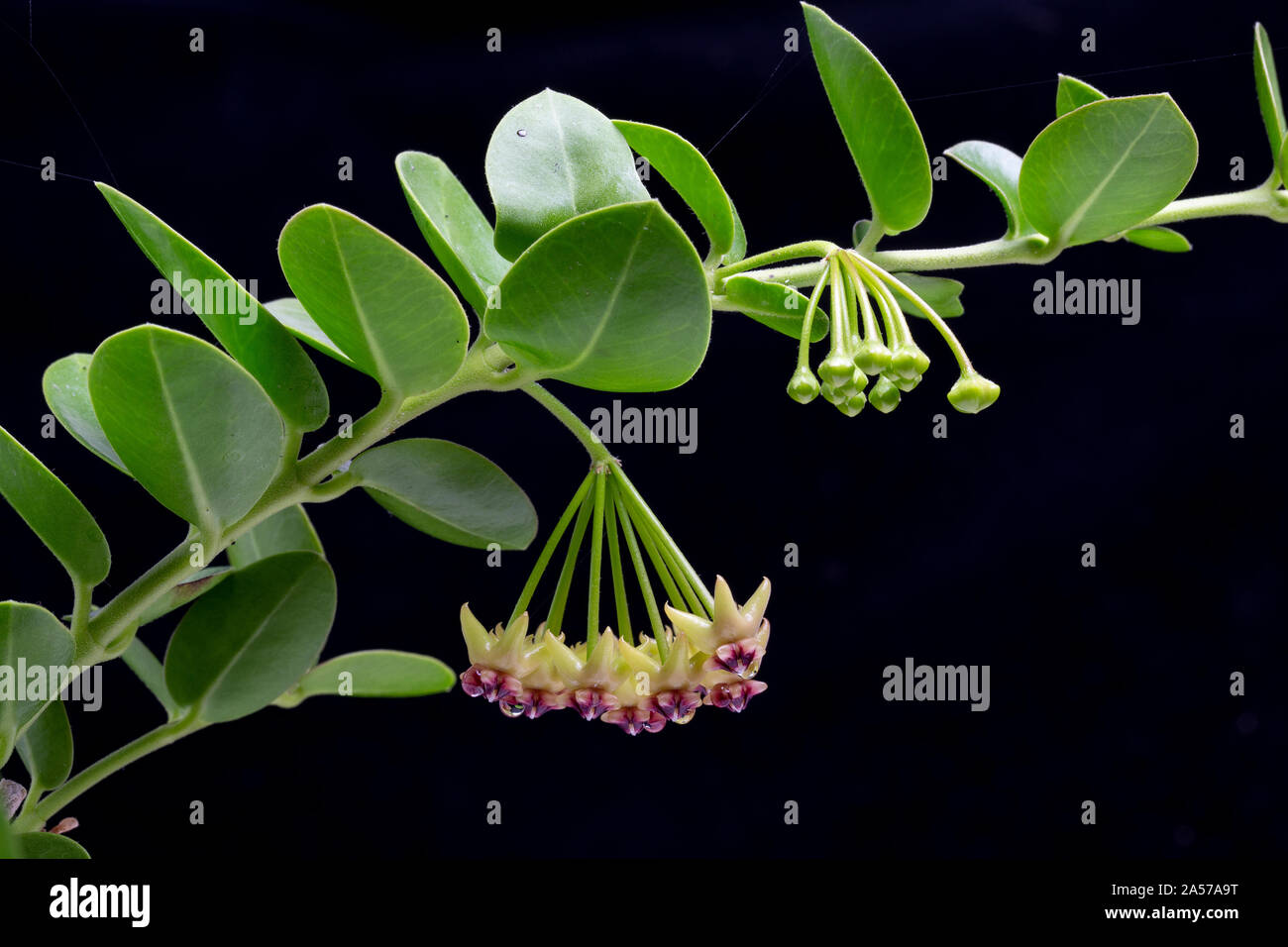 Cumming's cera fiore, Hoya cummingiana, dalle Filippine Foto Stock