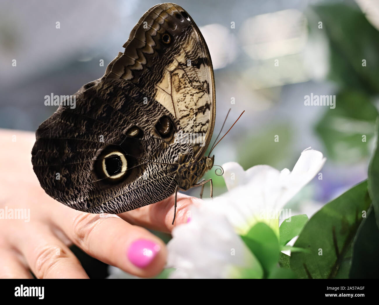 Grande farfalla sul palmo della tua mano Foto Stock