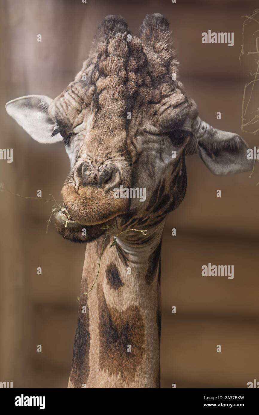Primo piano verticale di una testa di un marrone carino erba da masticare giraffe Foto Stock