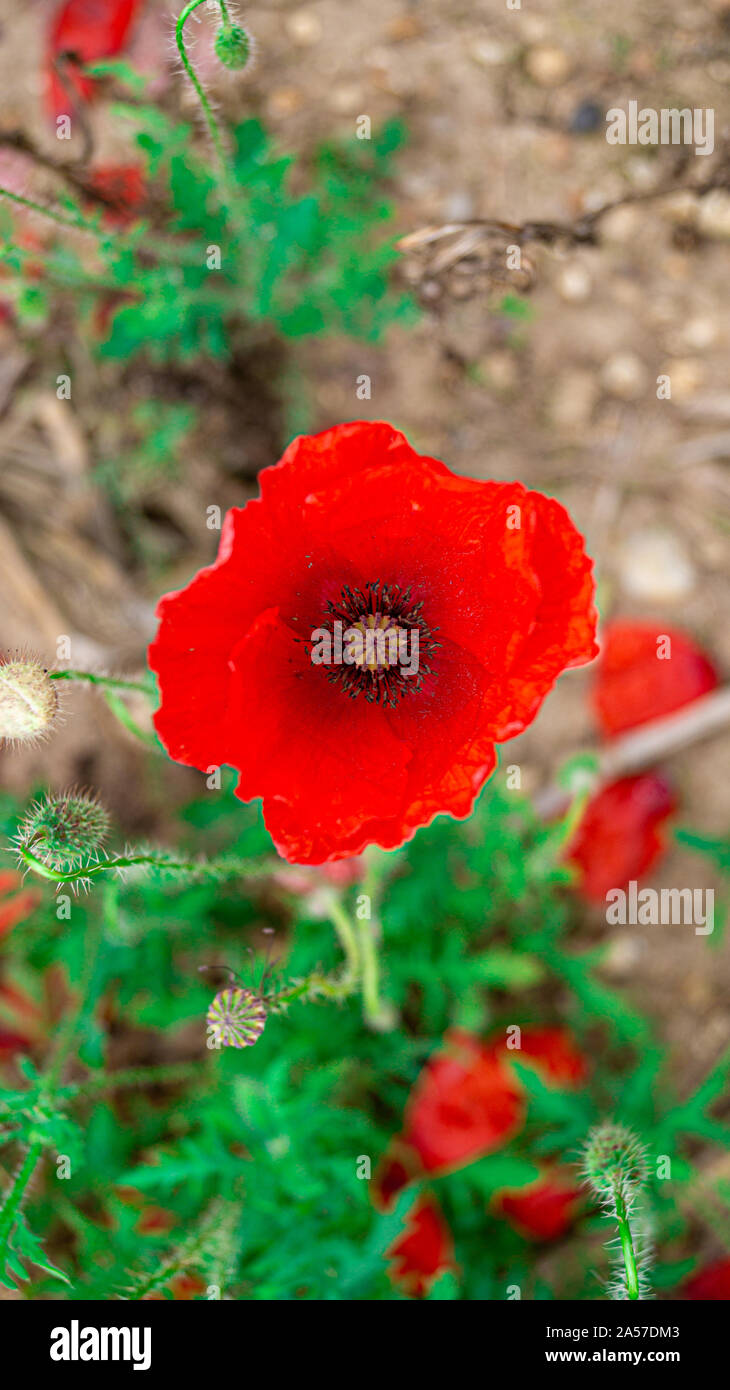 Papaveri rossi in Flanders Fields simbolo per Giorno del Ricordo WW1 - Per soft texture sfondi. Foto Stock