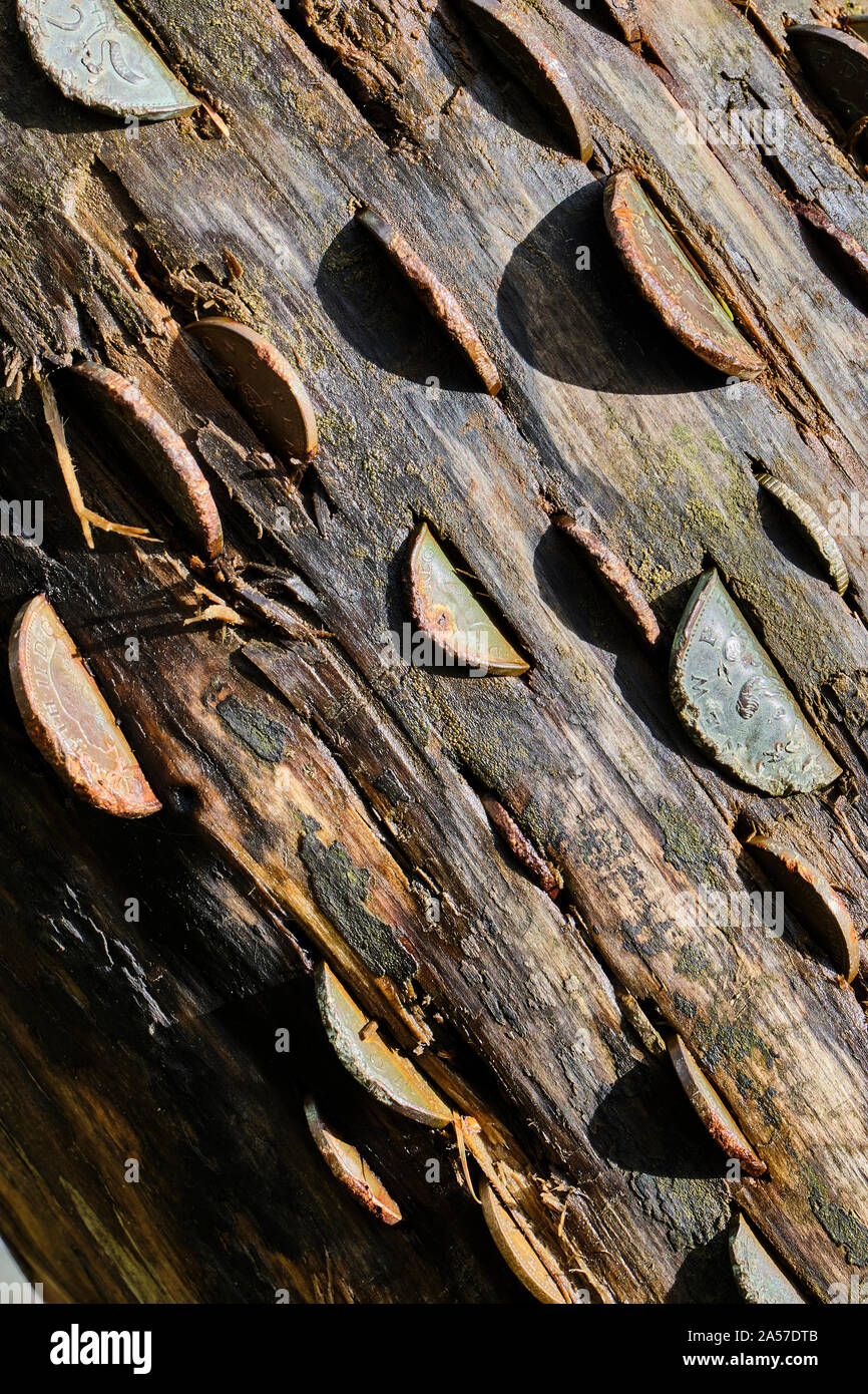 Monete martellato nel tronco di albero a Tarn Hows,, nei pressi di Hawkshead, Lake District, Cumbria Foto Stock