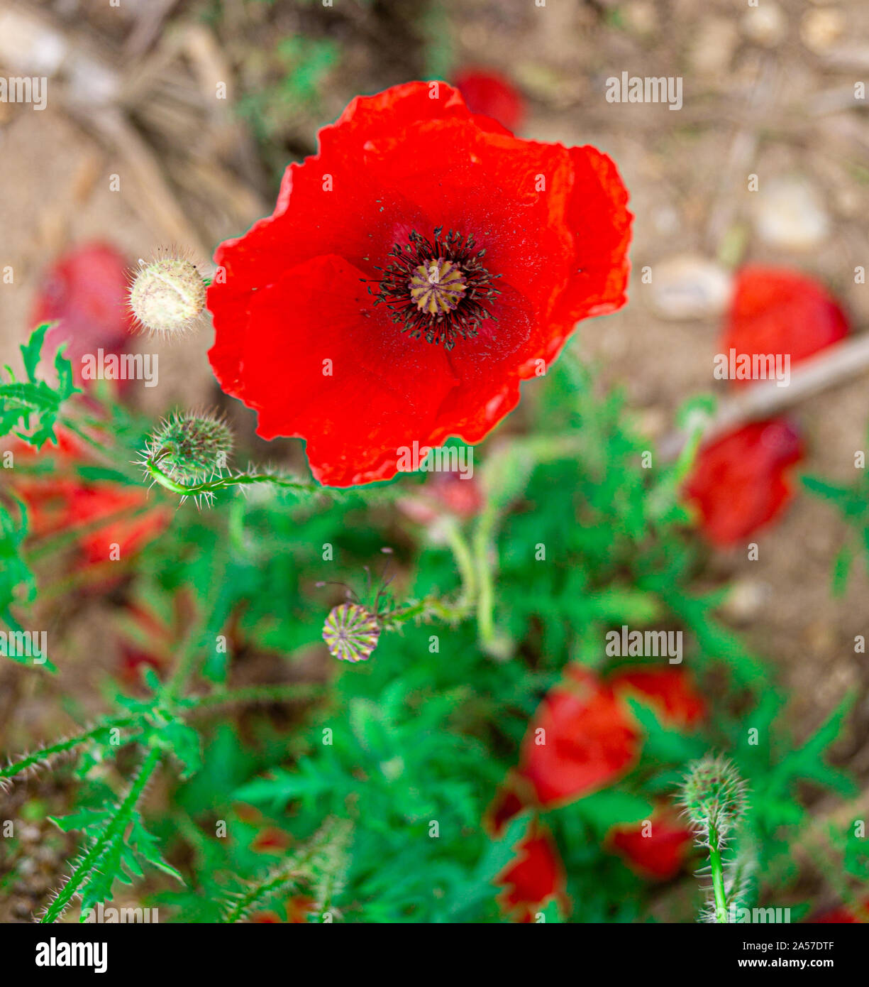 Papaveri rossi in Flanders Fields simbolo per Giorno del Ricordo WW1 - Per soft texture sfondi. Foto Stock