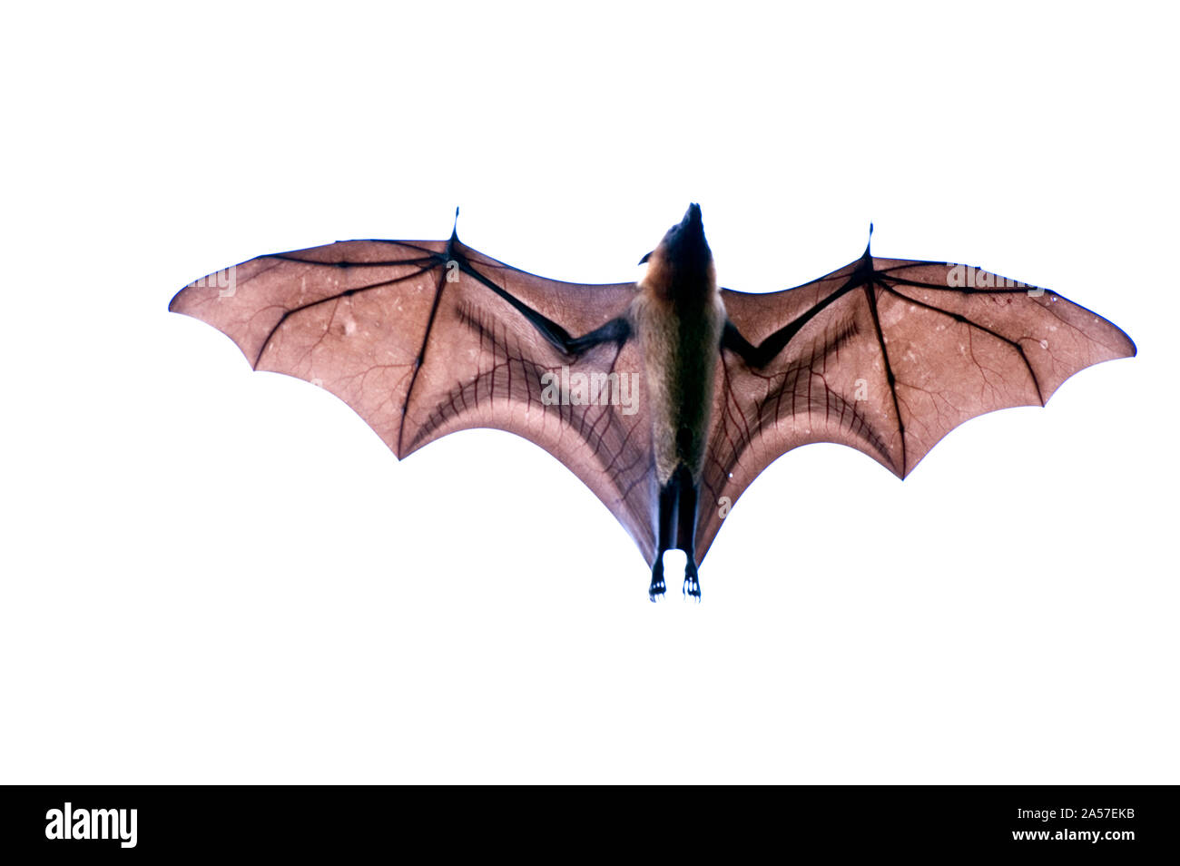 Close-up di un malgascio Flying Fox (Pteropus rufus) bat, Berenty, Madagascar Foto Stock