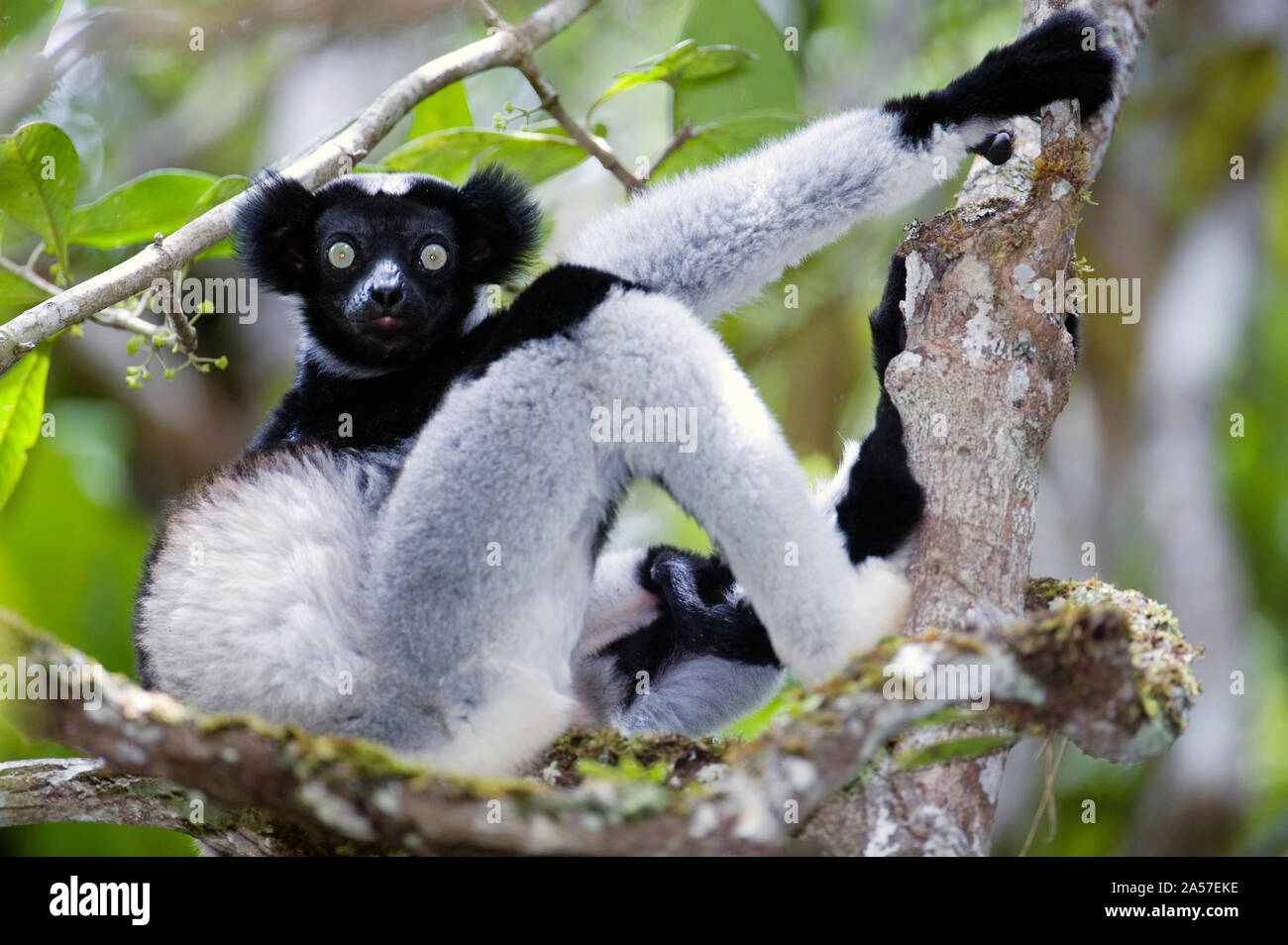 Lemure Indri Indri (Indri Indri) seduto su un albero, Andasibe-Mantadia Parco nazionale del Madagascar Foto Stock