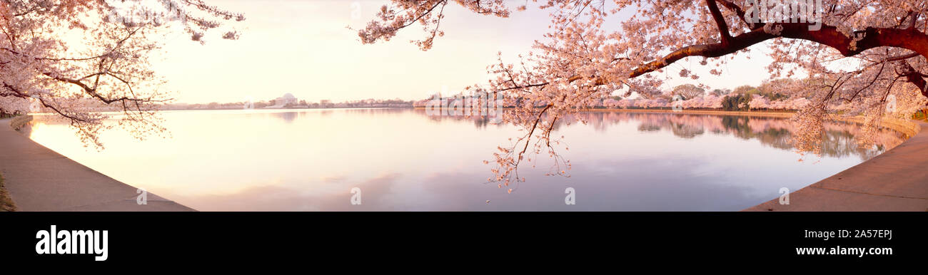 Fiori Ciliegio al lungolago, Washington DC, Stati Uniti d'America Foto Stock