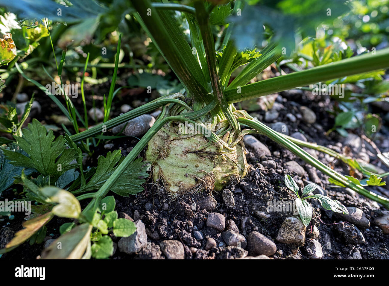 Il sedano rapa matura per la crescita di raccolto in giardino Foto Stock