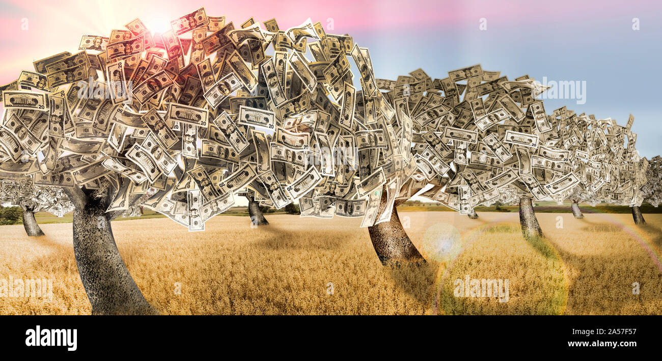 Frutteto di denaro con erba Morta Foto Stock